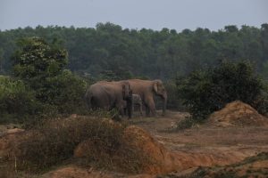 Motherly affection; A herd of elephants stopped for their tired cubs
