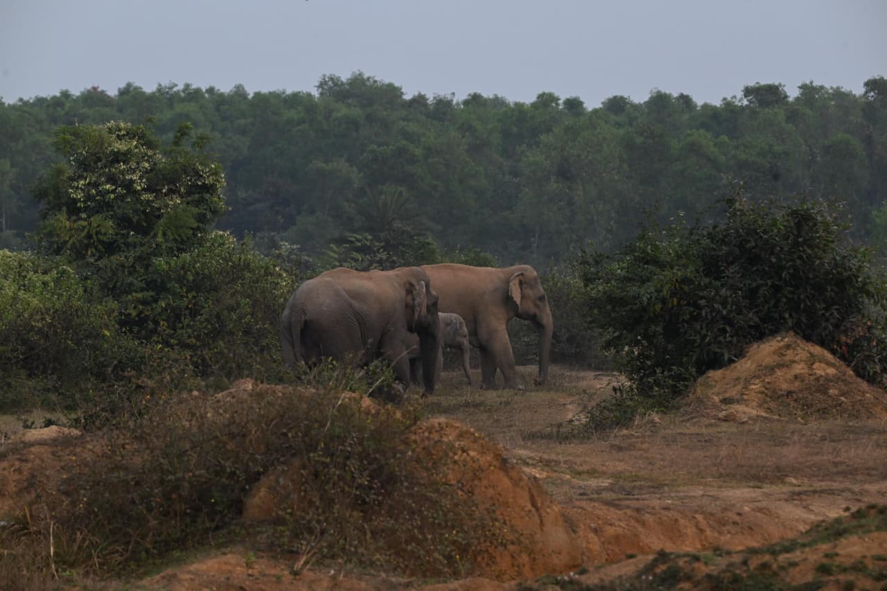 Motherly affection; A herd of elephants stopped for their tired cubs